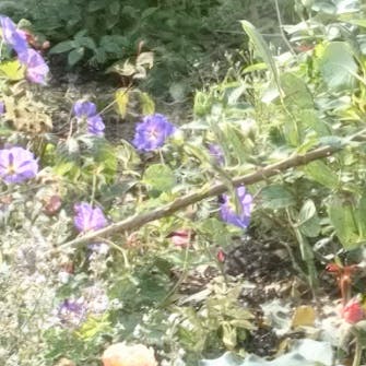 oppbinding av roser oppbinding av roser